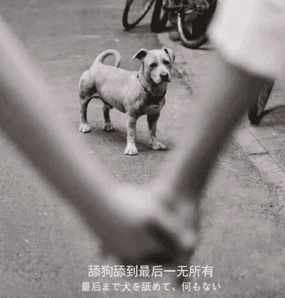 图片[1]-关于最近圈子很火的“舔狗日记”解说-酷库源码网