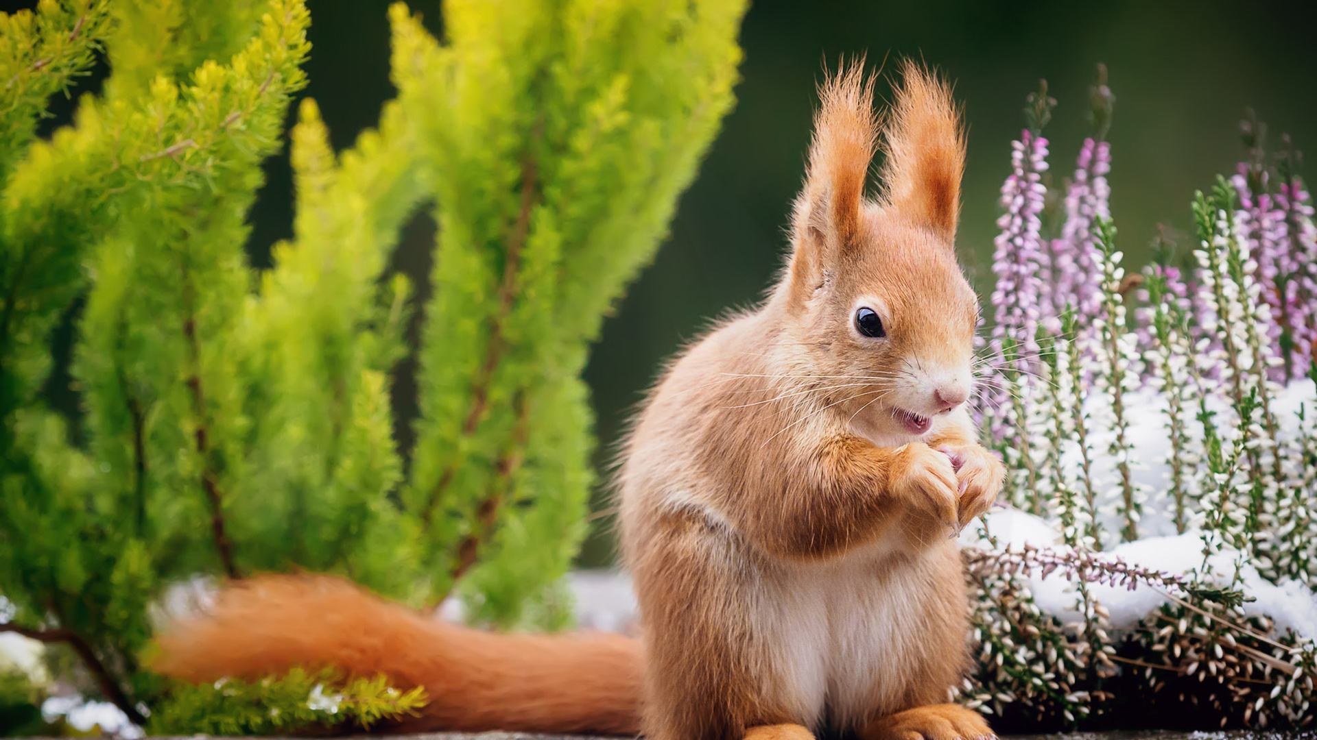 的头像-酷库源码网